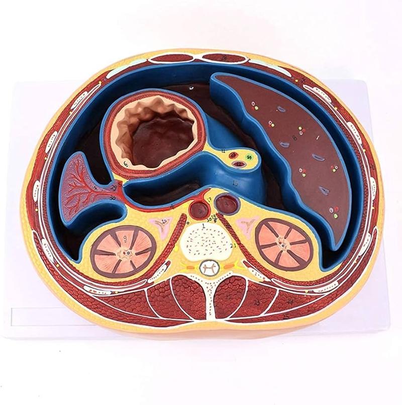 Najlepsze ćwiczenia na brzuch