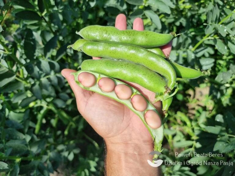 Czy bób może wpływać na naszą wagę? Odpowiadamy!