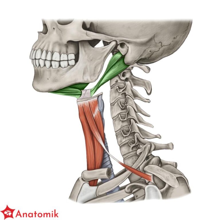 Mięśnie, które rosną najszybciej – odkryj swoje potencjały w treningu