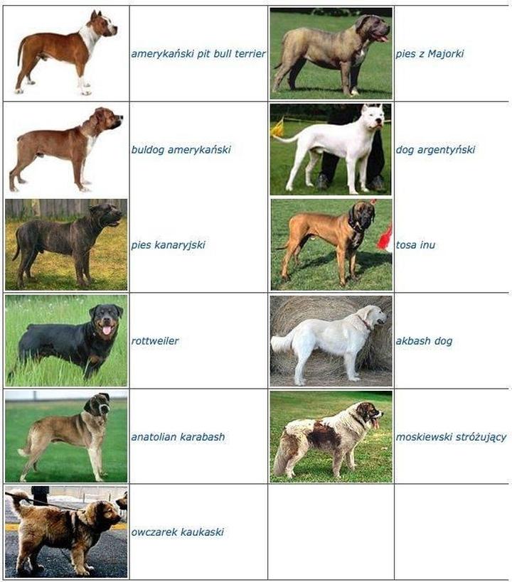 Aktywność na świeżym powietrzu z psem