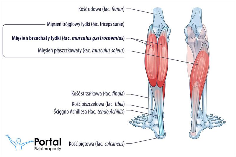 Ćwiczenia i stretching łydek