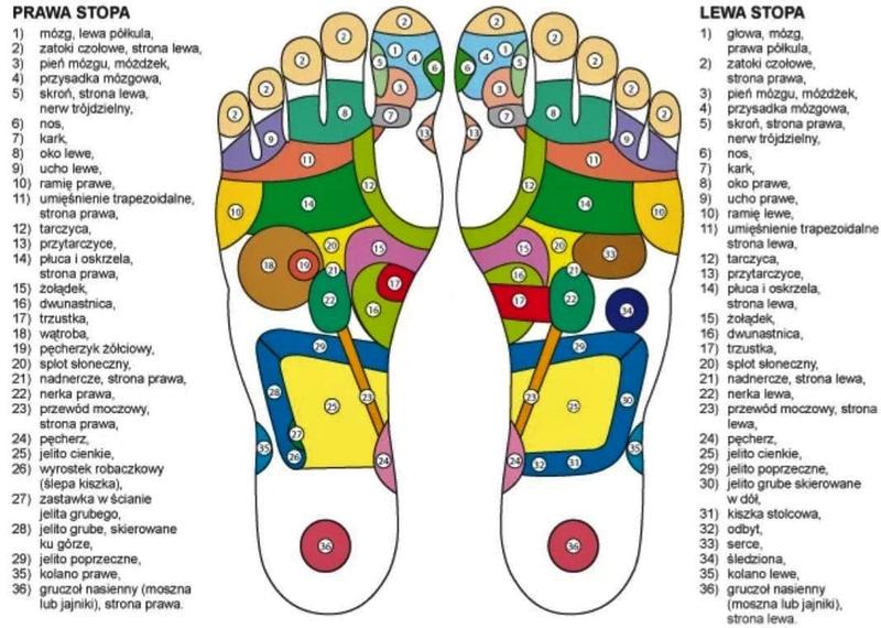 Mięśnie trapezoidalne anatomia