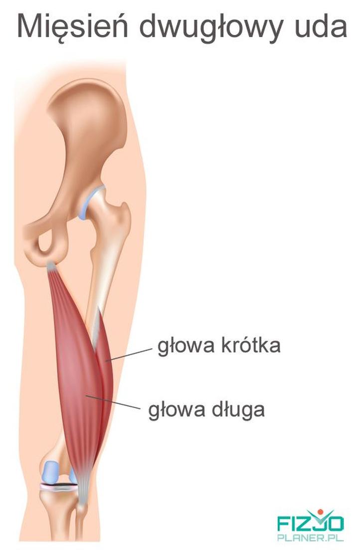 Naciągnięcie mięśnia dwugłowego uda objawy