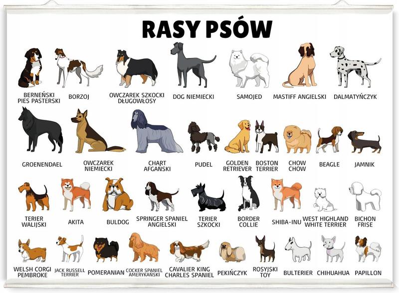 Psy dla aktywnych właścicieli