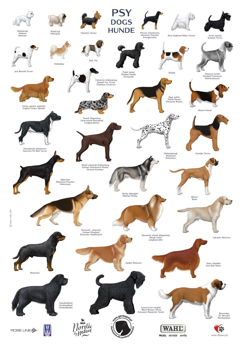 Rasy psów do biegania