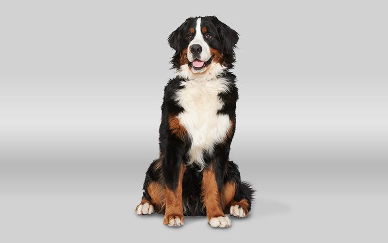 Najlepsze rasy psów, które uwielbiają biegać i spędzać czas na świeżym powietrzu