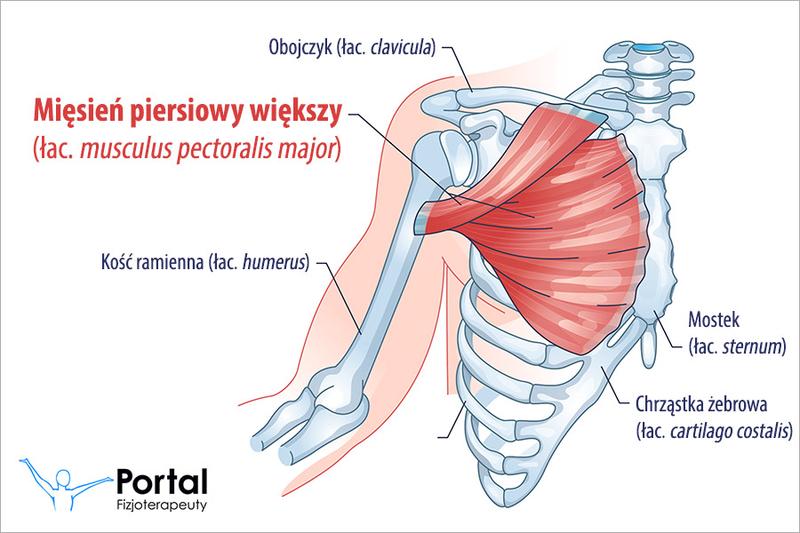 Anatomia funkcjonalna przyczepów mięśniowych