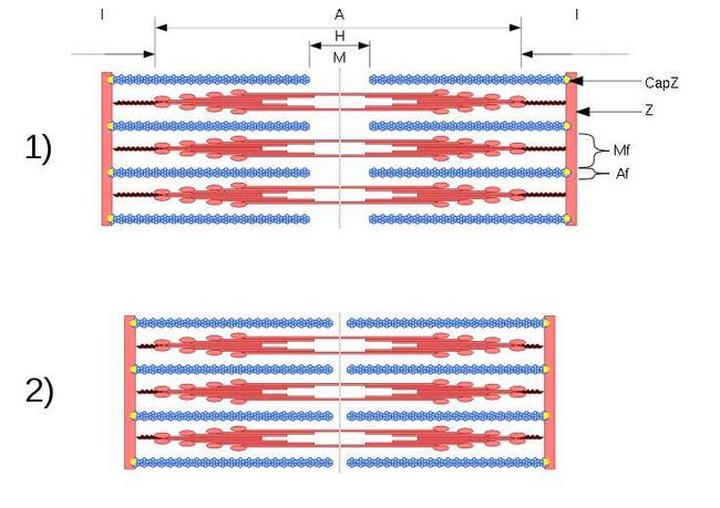 Czynniki ryzyka skurczu mięśnia dwugłowego