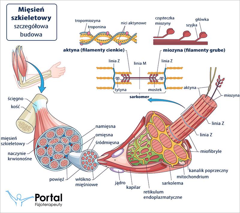 Skurcz mięśnia dwugłowego przyczyny