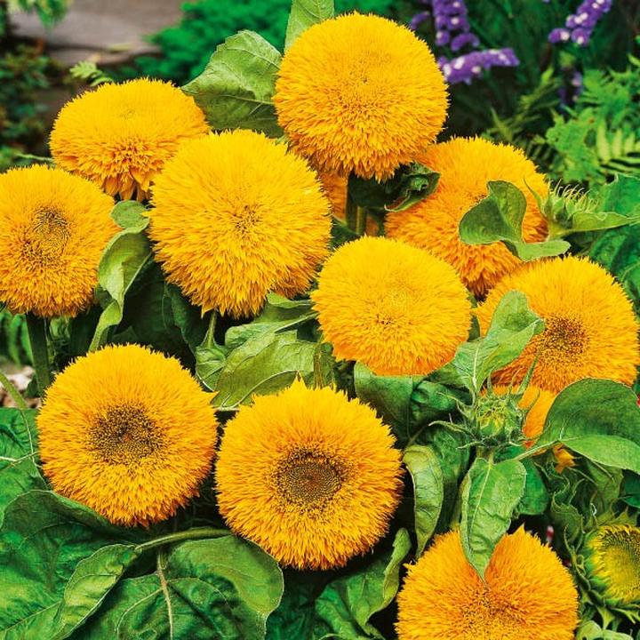 Zdrowe tłuszcze i kalorie