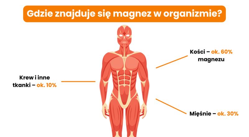 Jak skutecznie zbadać poziom magnezu w mięśniach? Praktyczny przewodnik