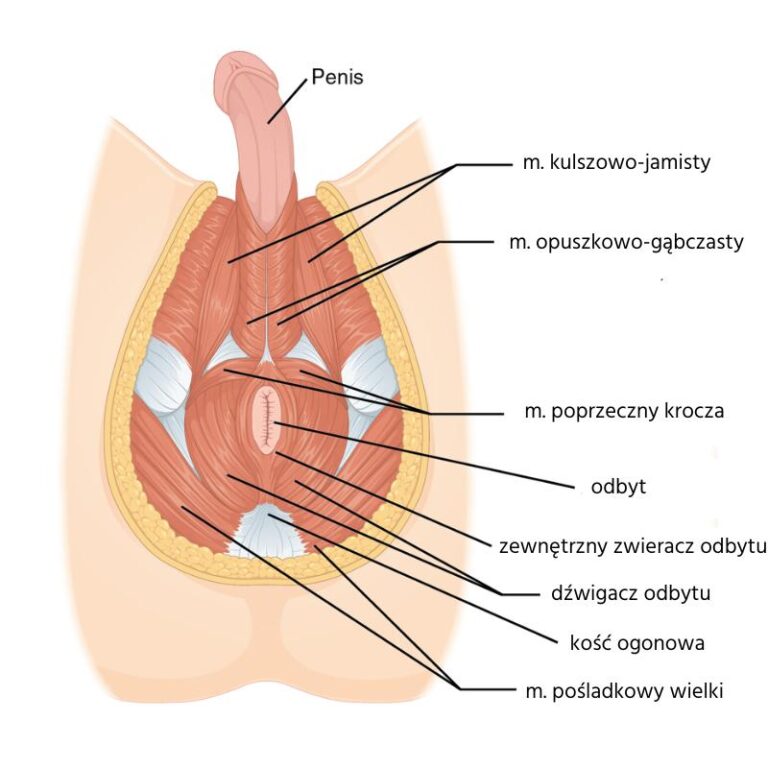 Skuteczne metody na ćwiczenie mięśni kegla u mężczyzn