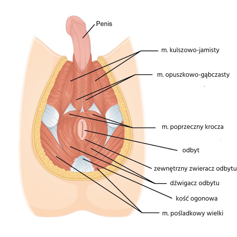 Skuteczne metody na ćwiczenie mięśni kegla u mężczyzn