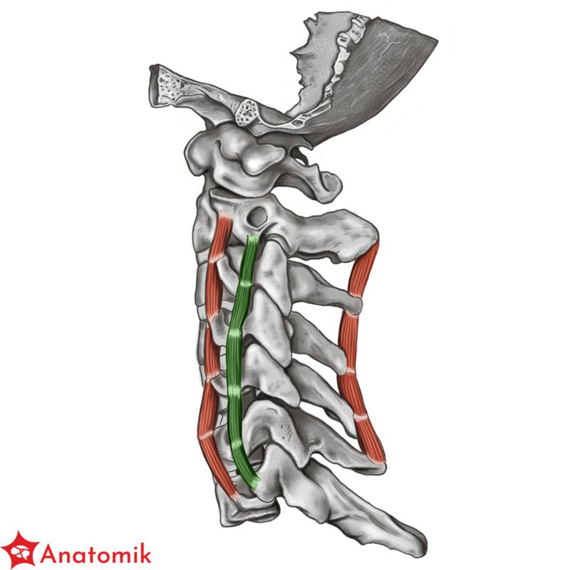 Aktywność fizyczna a mięśnie