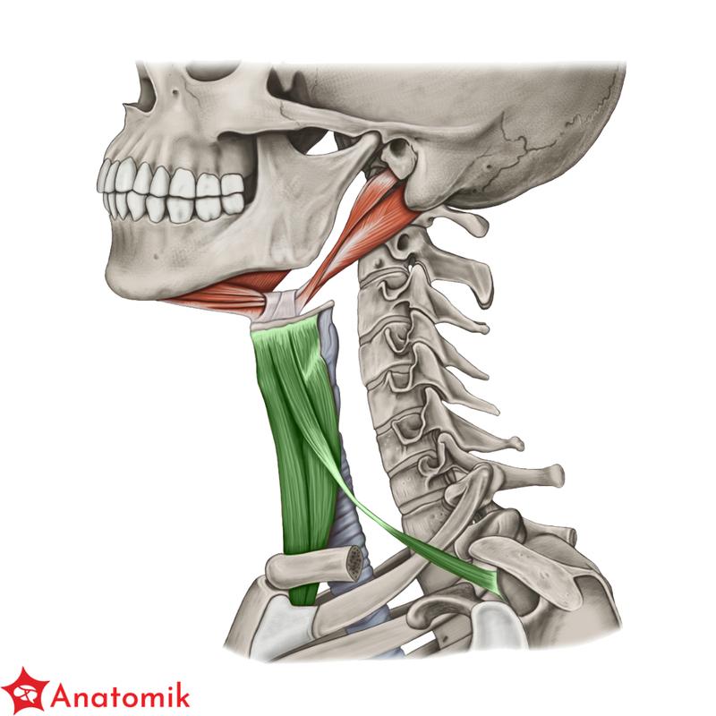 Anatomia mięśni i funkcje