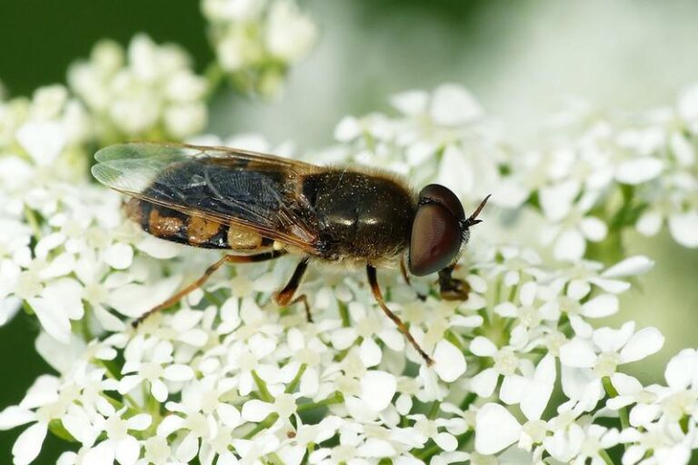 Czy dieta jest konieczna, gdy mamy dostęp do różnorodnego wyżywienia?
