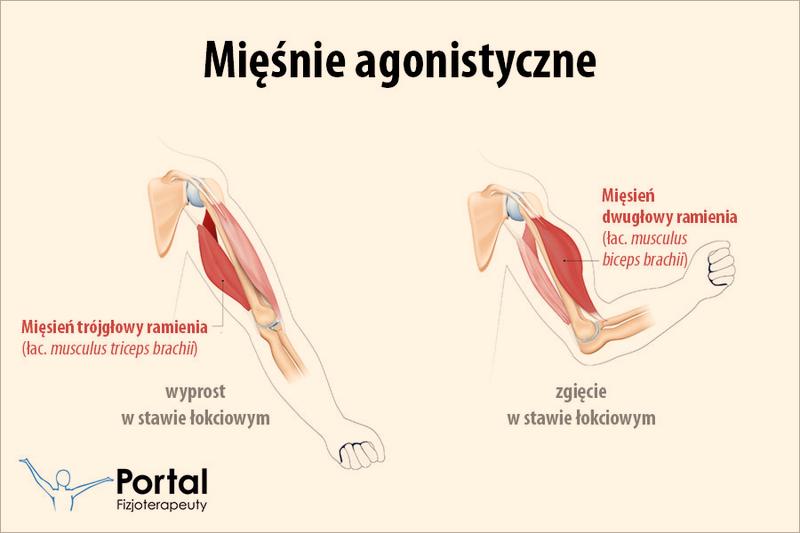 Mięśnie antagonistyczne