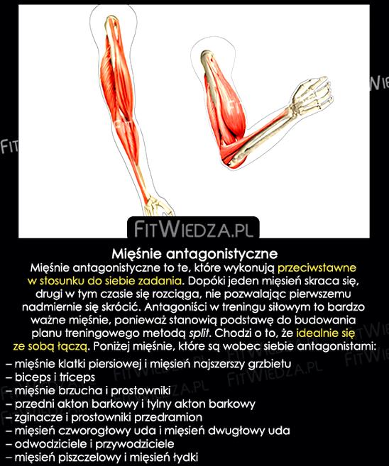 Trening mięśni antagonistycznych