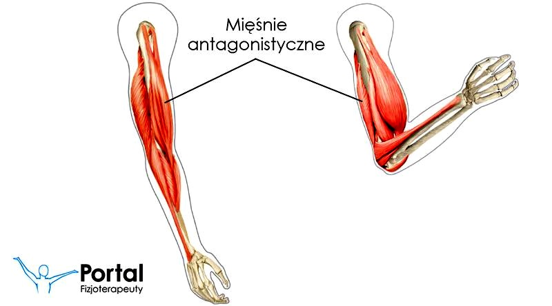 Odkryj tajemnice, jak działają mięśnie antagonistyczne w treningu i codziennym życiu